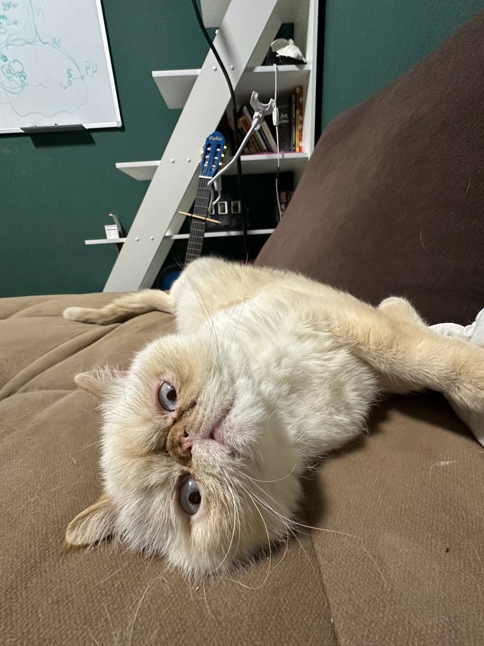 Шерсть Иисуса XS