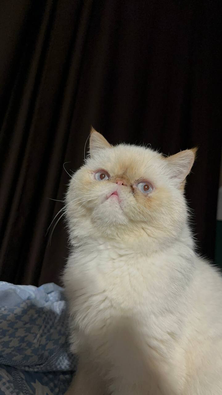 Брошь "Усы Иисуса"